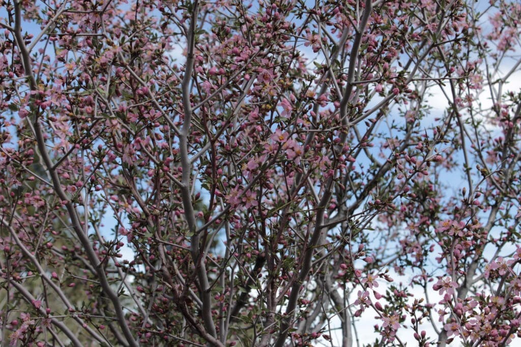 Desert peach blooming on Fay Luther Trail